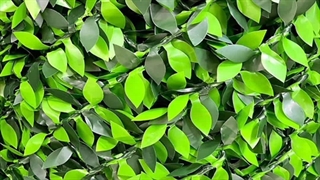 فنس چمنی | فنس چمن مصنوعی |  توری چمنی