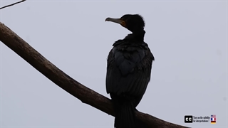 گربه‌ماهی که کبوتر شکار می‌کند - حملات نادر با کیفیت 4K UHD ضبط شده است