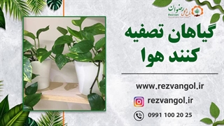 گیاهان تصفیه کنند هوا