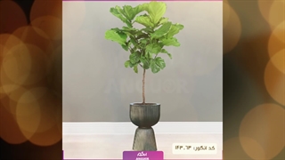 سفارش لیراتا آپارتمانی