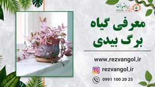 برگ بیدی کرکی