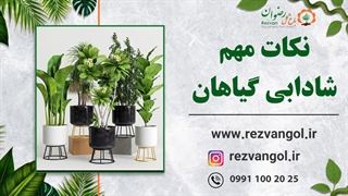 نکات مهم شادابی گیاهان