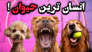 از نگهبان تا پزشک؛ سگ‌ها قهرمانانی که هیچ انسانی نتونست شبیه‌شون باشه!