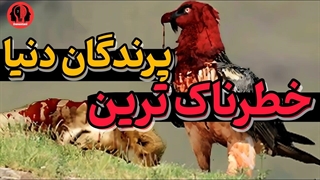 حیات وحش | خطرناکترین پرندگان روی زمین