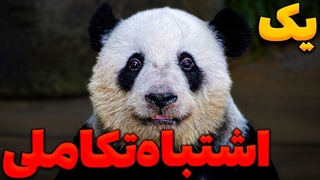 چرا پاندا ها تلاش میکنن که منقرض بشن؟