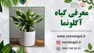 معرفی گیاه آگلونما