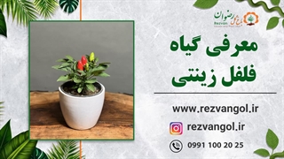 معرفی گیاه فلفل زینتی