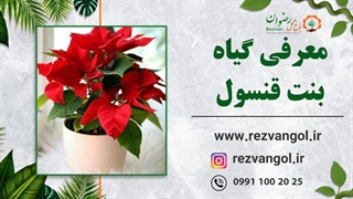 معرفی گیاه بنت قنسول