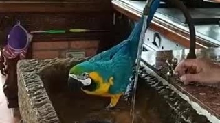 حموم کردن طوطی