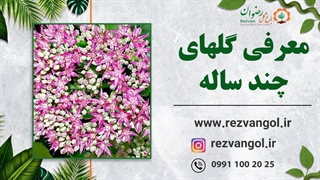 معرفی گلهای چند ساله