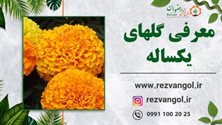 معرفی گلهای یکساله