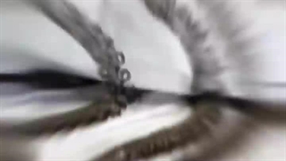 روش باورنکردنی ژاپنی ها برای ثبت شکار ماهی