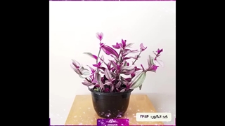 سفارش گل برگ بیدی خاص