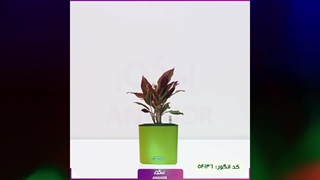 سفارش آگلونما گیاه مقاوم