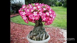 انواع بونسای با عکس