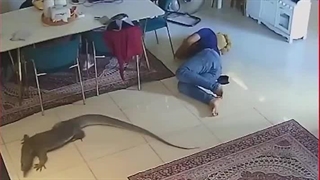 اژدهای کومودو ، بدون جلب توجه در اتاق نشیمن قدم میزند.