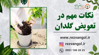نکات تعویض گلدان