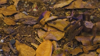 دنیای ناشناخته ما و حیواناتی که بتازگی روی زمین پیدا شدند