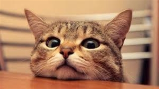 این گربه داره به یه ماهی تبدیل میشه!