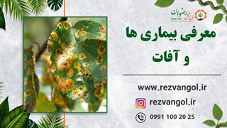 بیماری ها و آفات