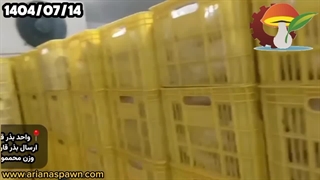 صادرات بذر قارچ آریانا به ترکمنستان | کیفیت جهانی