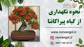 گیاه پیراکنتا