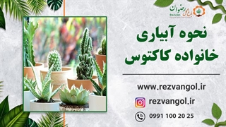 نحوه آبیاری خانواده کاکتوس