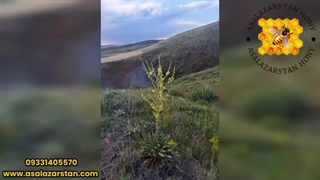 تولید عسل طبیعی با گیاهان بومی