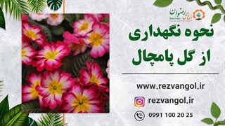 نحوه نگهداری از گل پامچال