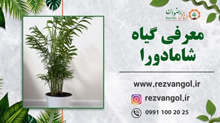 نحوه نگهداری از گیاه شامادورا