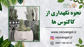 نحوه نگهداری کاکتوس ها