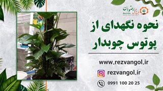 نحوه نگهدای از پوتوس چوبدار