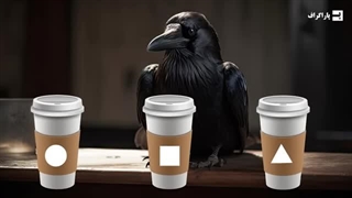 کلاغ ها، موجوداتی زرنگ که از کودکان هم باهوش تر اند