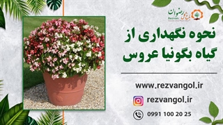 نحوه نگهداری از گیاه بگونیا عروس
