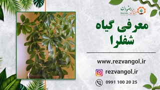 نحوه نگهداری از گیاه شفلرا
