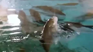 ماهیگیری جونسو