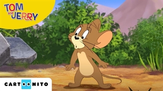 نمایش تام و جری | تیمی بی‌نظیر | کارتونیتو