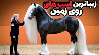 ۱۰ تا از زیباترین اسب‌های روی زمین