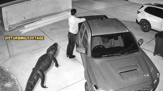 حیوانات وحشی که به شهرها حمله می‌کنند، توسط دوربین شکار شدند