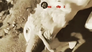 وقتی طمع میکنی لقمه گنده تر از دهنت برمیداری