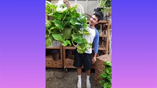 رشد انفجاری پتوس ، رازهای ماندگاری بالا گل