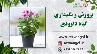 نحوه نگهداری از گیاه داوودی