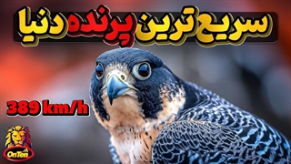 شاهین بحری،شجاعت، وفاداری، خانواده دوستی، استقامت و سریع ترین در دنیا