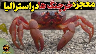 مهاجرت باورنکردنی خرچنگ_های قرمز _ سفر میلیون_ها خرچنگ به سوی دریا 