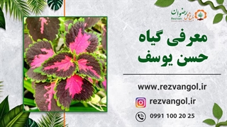 نحوه نگهداری گیاه حسن یوسف