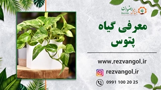 نحوه نگهداری گیاه پتوس