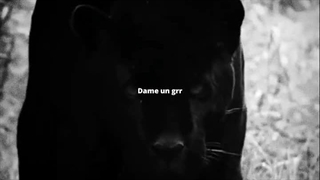 ــ رام شــده ــ