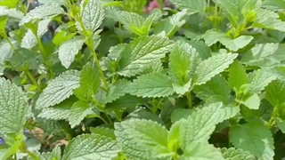 فروش منتول کریستال خرس نشان چینی در شهرشیمی