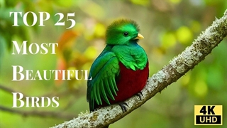 ۲۵ پرنده زیبای جهان با کیفیت ۴K