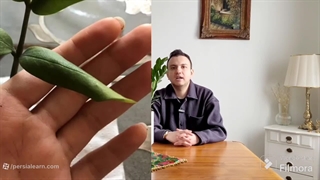 علت لوله شدن برگ زاموفیلیا